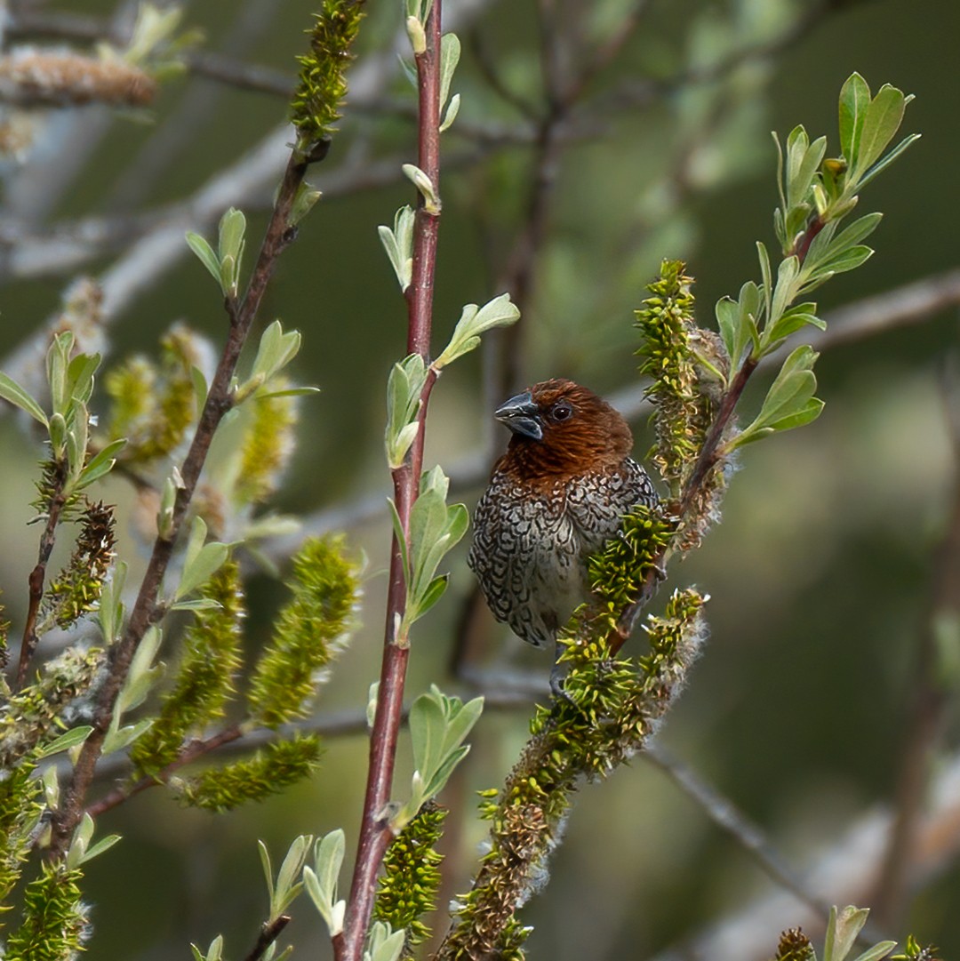 Чешуйчатая муния - ML546631091