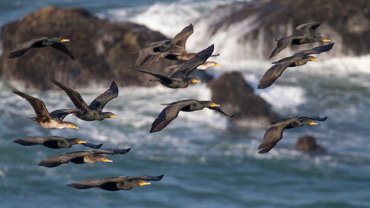 Double-crested Cormorant - ML546631241