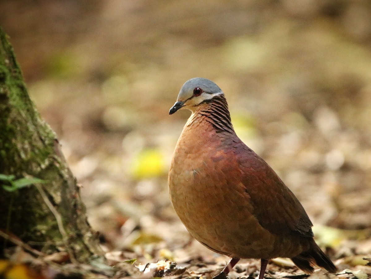 Chiriqui Quail-Dove - ML546631301