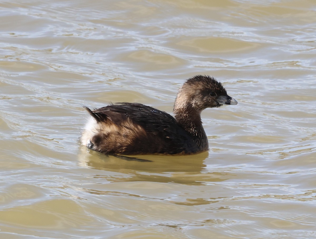 Pied-billed Grebe - ML546633441