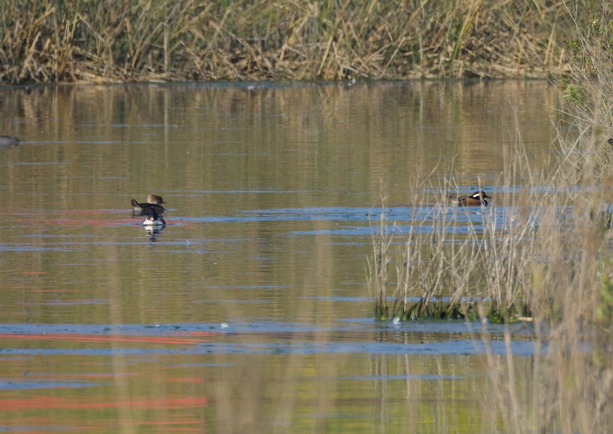 Hooded Merganser - ML546633641