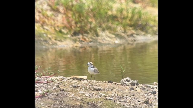 Malaysian Plover - ML546635461