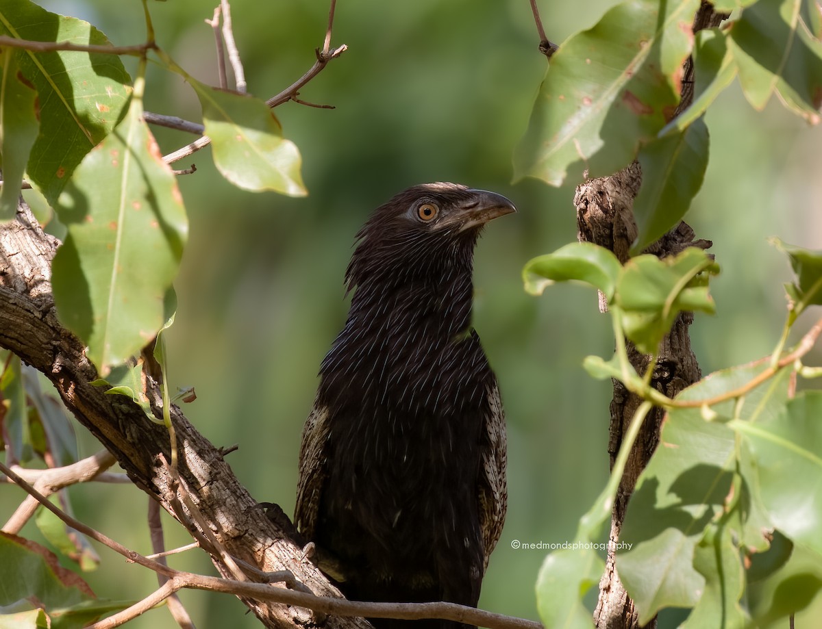 Pheasant Coucal - Michelle Edmonds