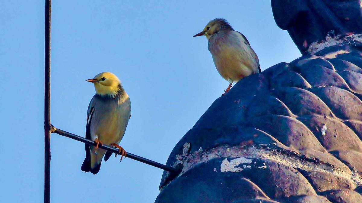 Red-billed Starling - ML546636711