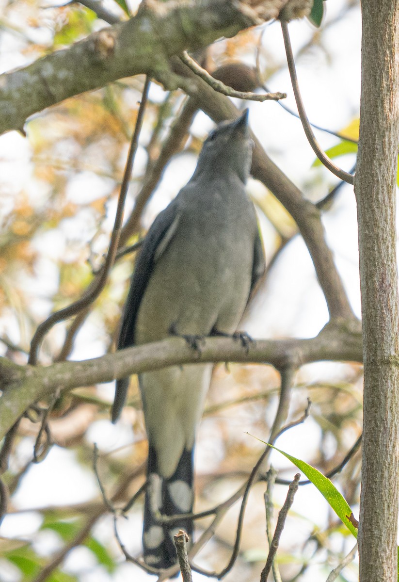 Black-winged Cuckooshrike - Sarah Van Ingelgom