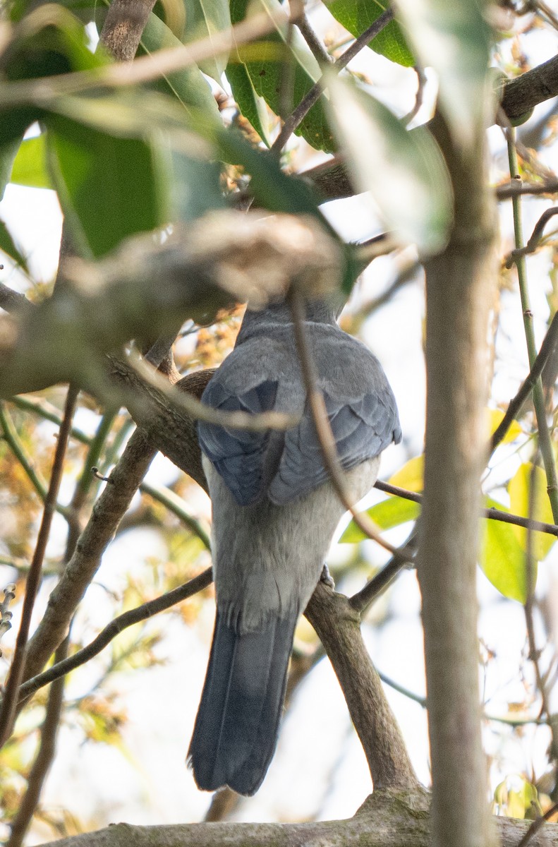 Black-winged Cuckooshrike - ML546637661