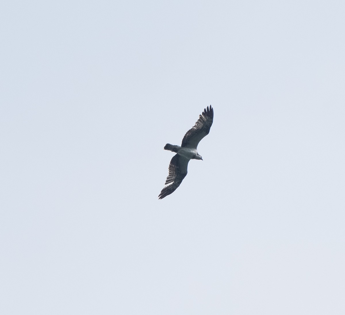 Águila Pescadora - ML546637691