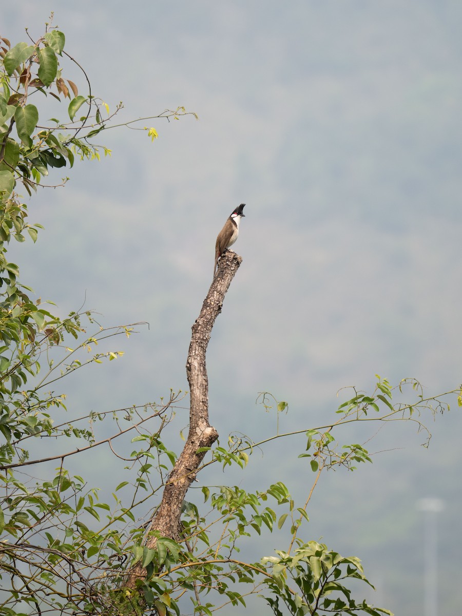 Red-whiskered Bulbul - ML546637781