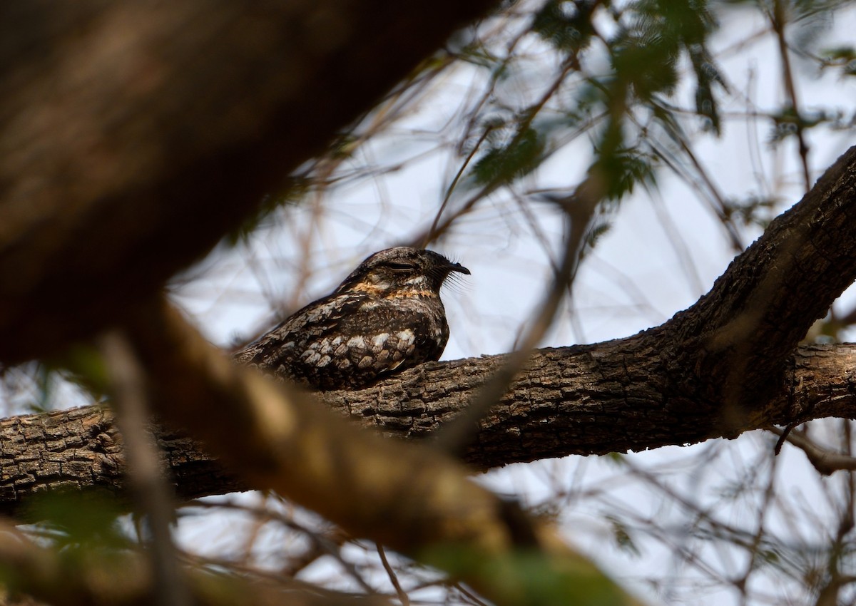 Jungle Nightjar - ML546640391