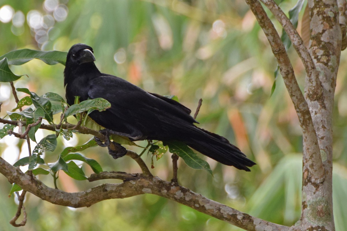 Large-billed Crow - ML54664191