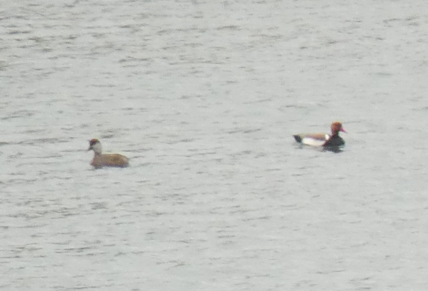 Red-crested Pochard - ML546643941