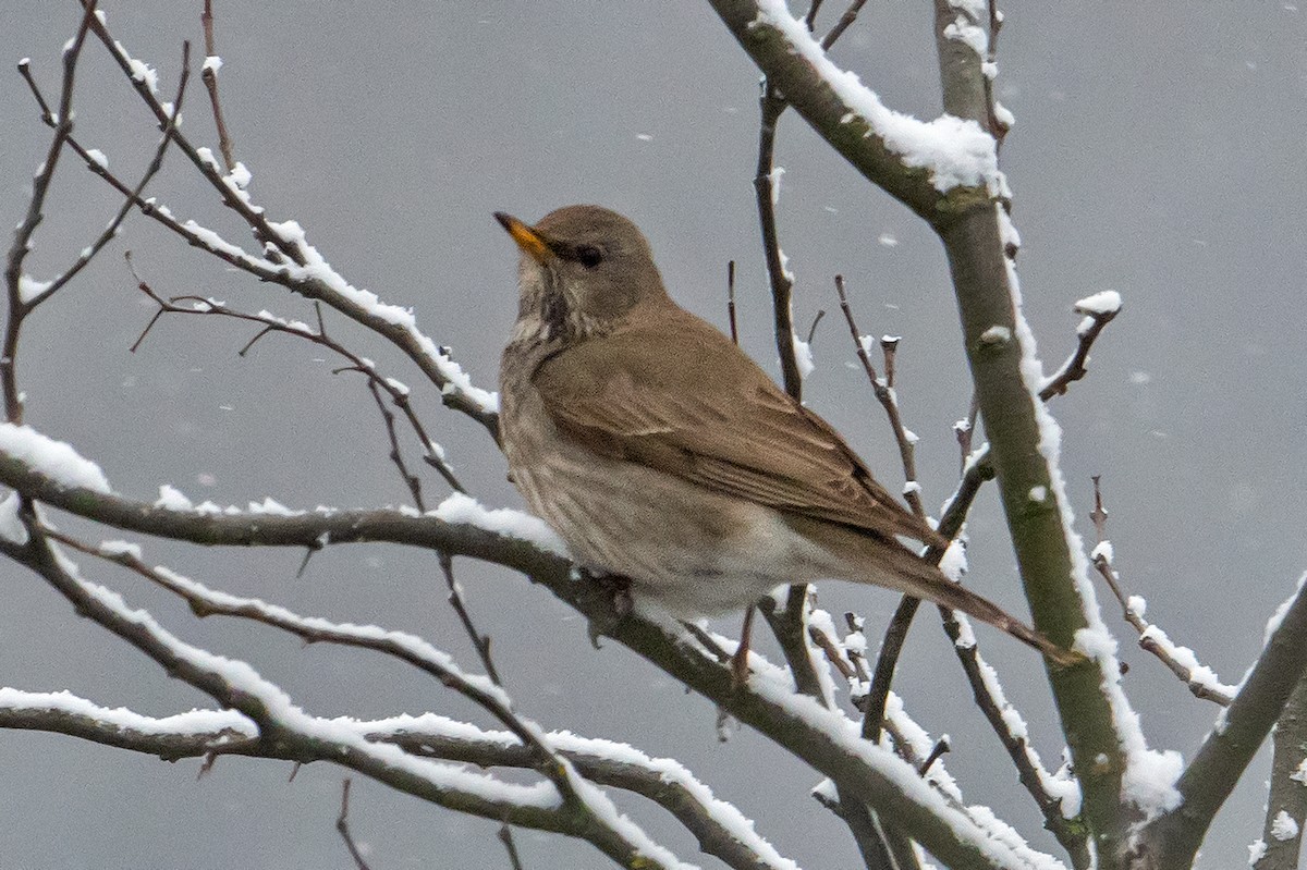 Black-throated Thrush - ML546644691