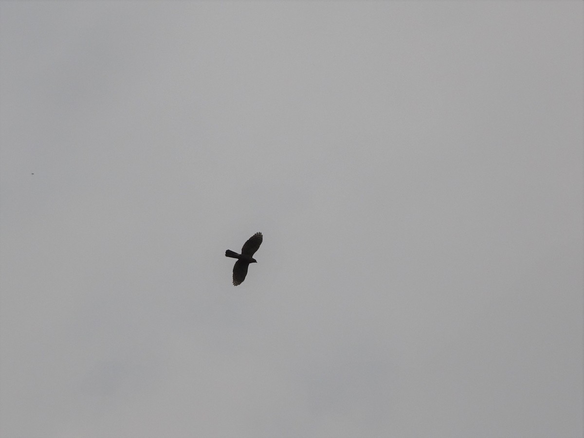 Crested Goshawk - ML546645401