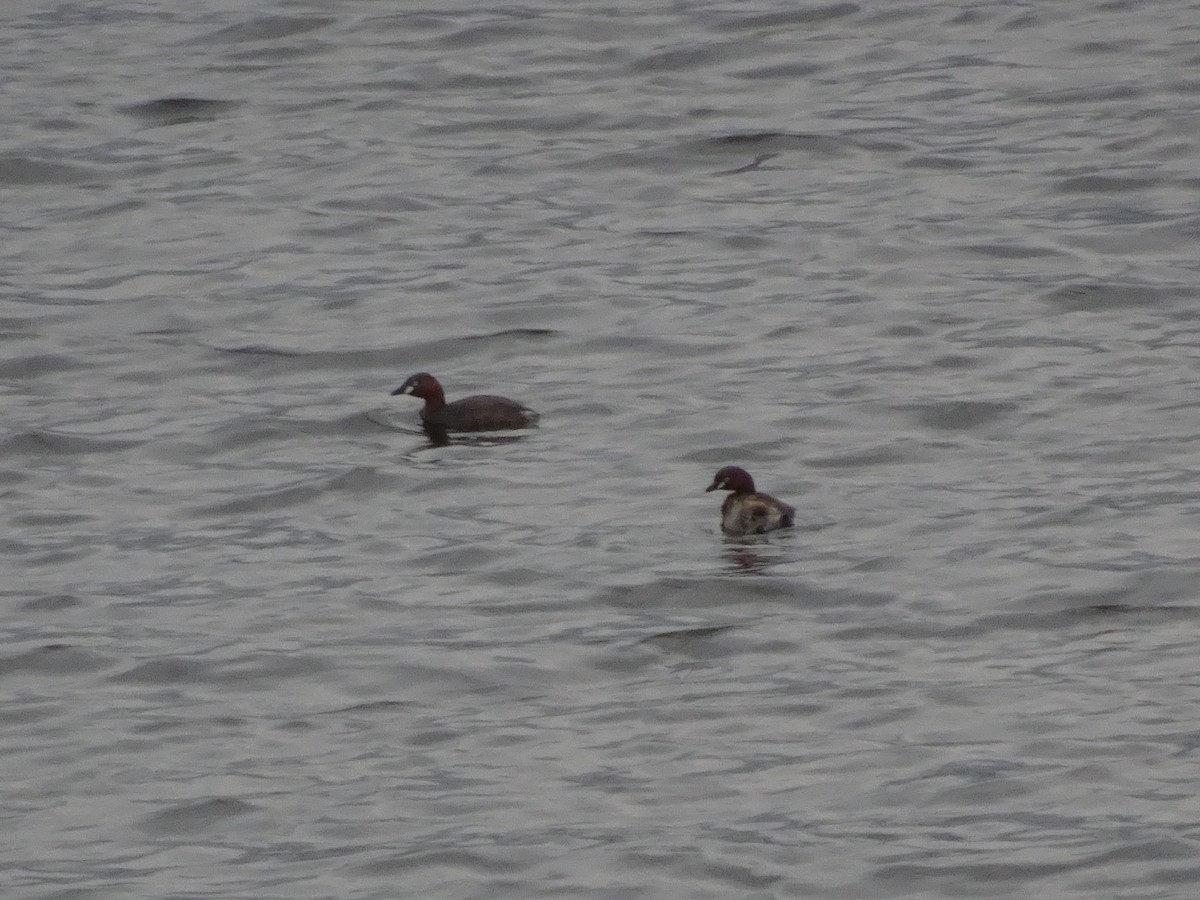 Little Grebe (Little) - ML546645571