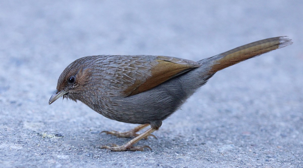 Streaked Laughingthrush - Peyton Stone