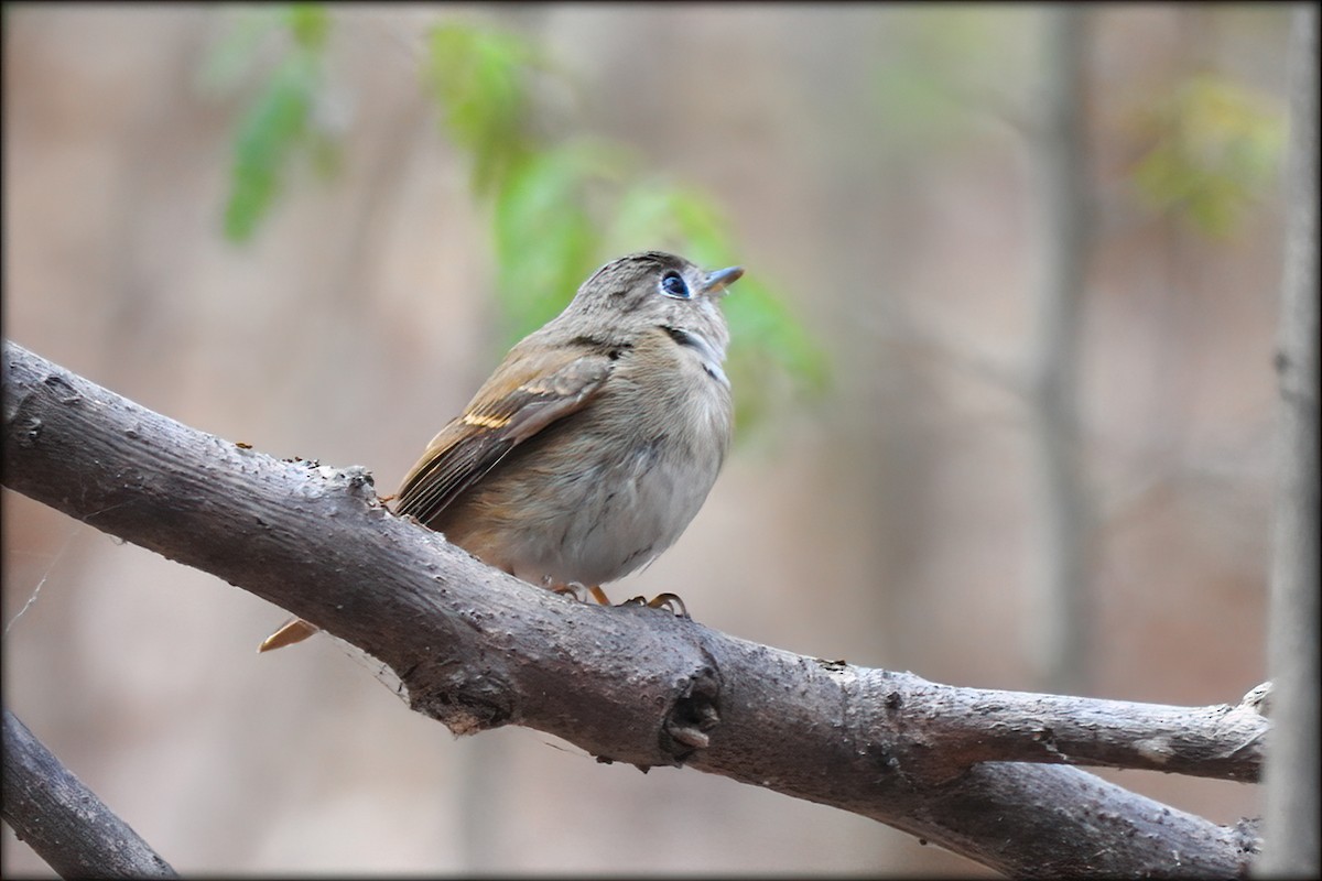 Brown-breasted Flycatcher - ML546647201