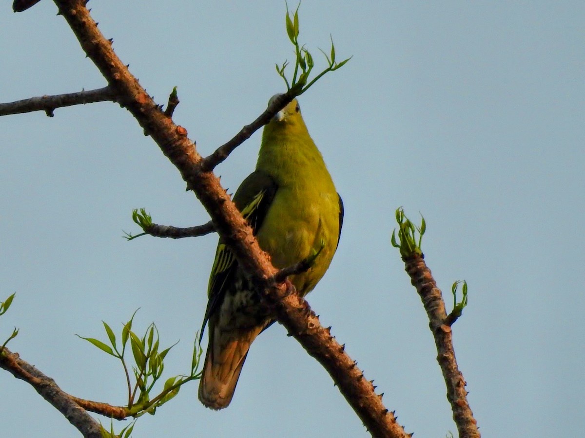 Gray-fronted Green-Pigeon - ML546647781