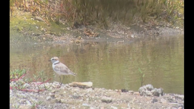 arkipello - ML546649551