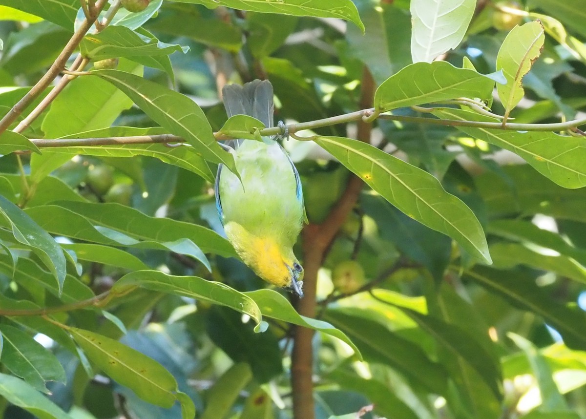 Yellow-throated Leafbird - Stephan Lorenz