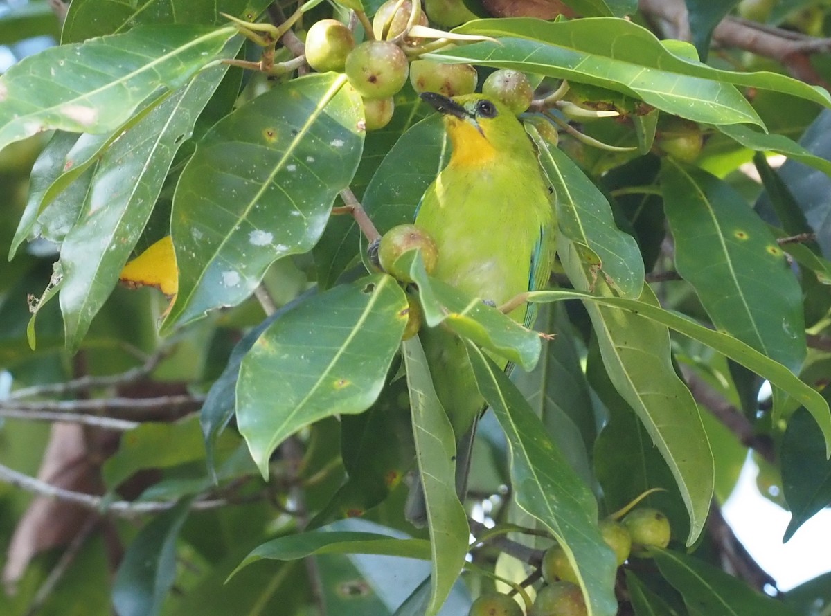 Yellow-throated Leafbird - Stephan Lorenz