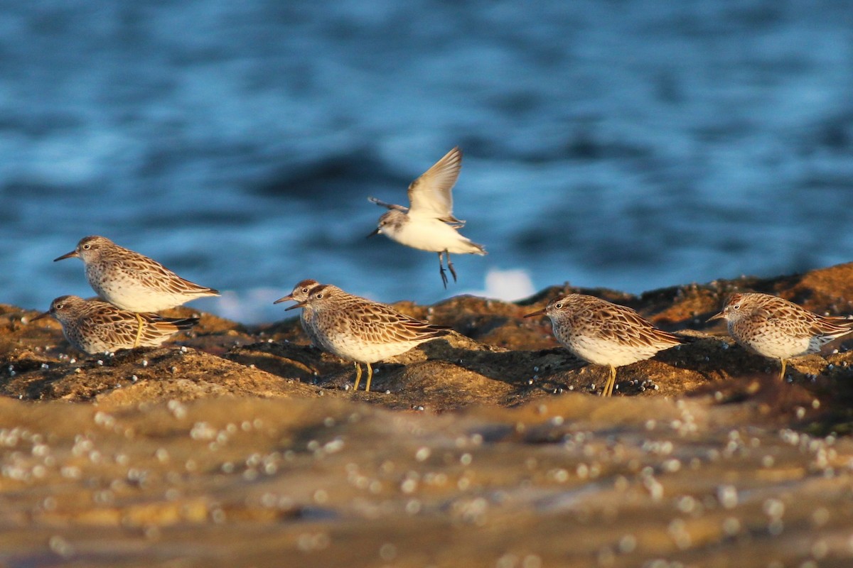 Sharp-tailed Sandpiper - ML546650241