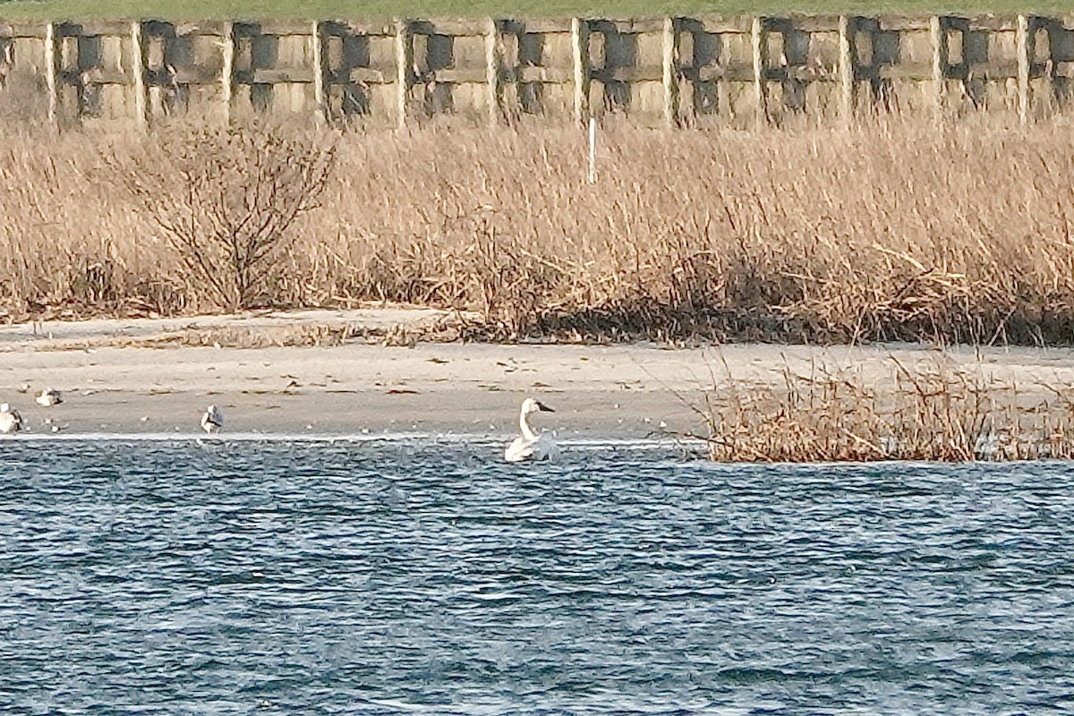 Гунгар хун - ML546651301