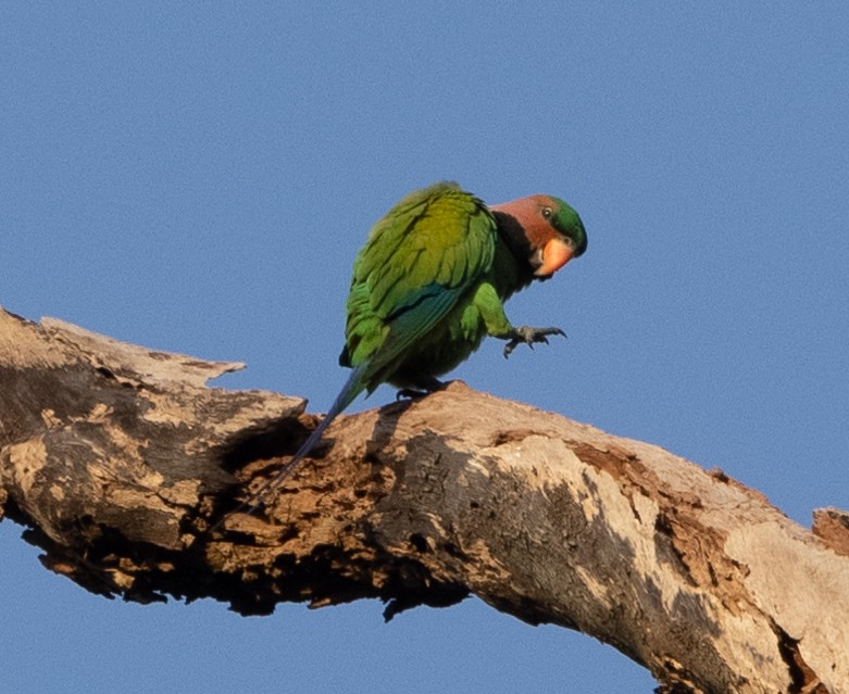 Long-tailed Parakeet - ML546651631