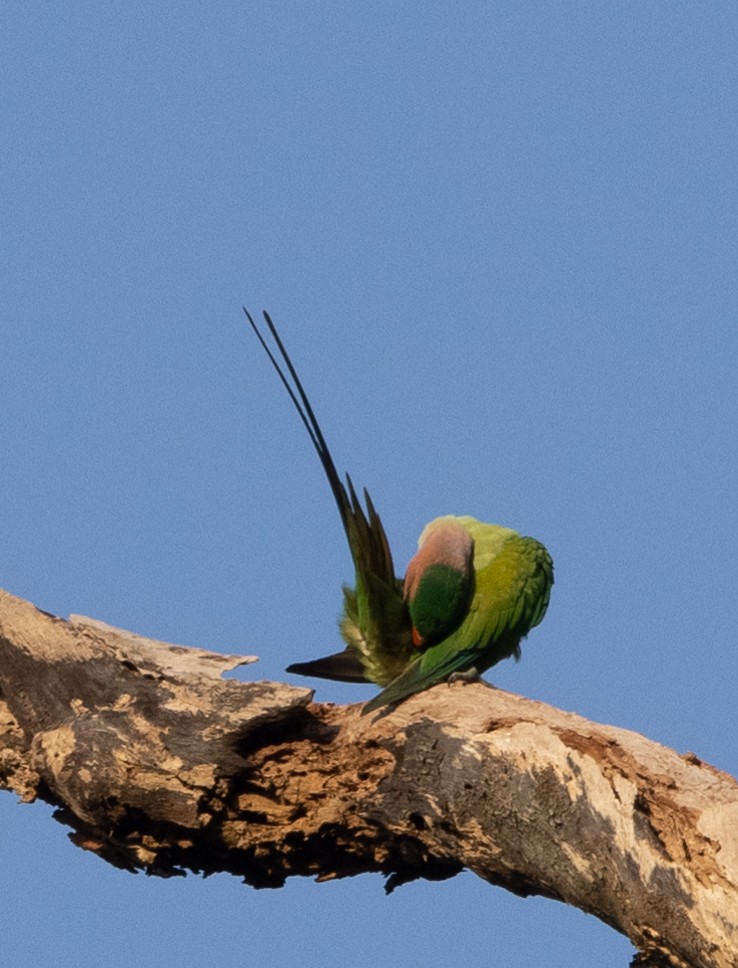 Long-tailed Parakeet - ML546651641