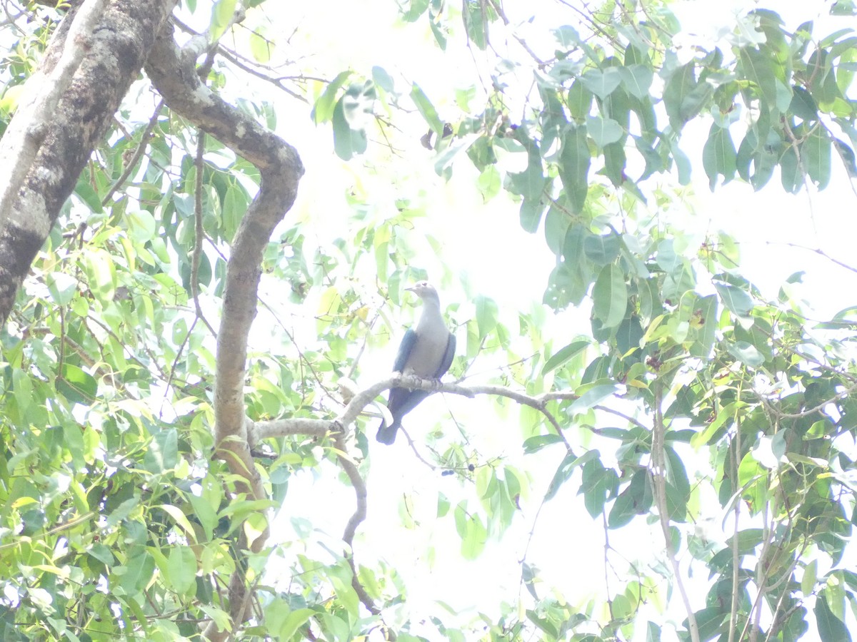 Green Imperial-Pigeon - ML546652131