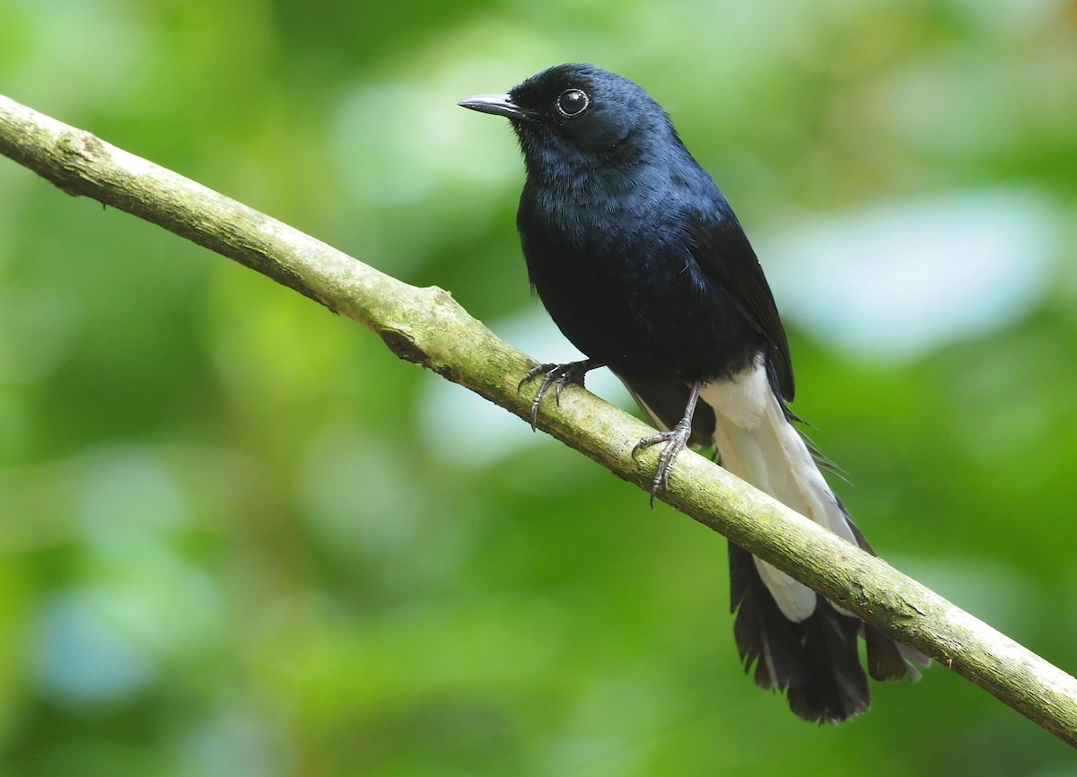 White-vented Shama - Stephan Lorenz