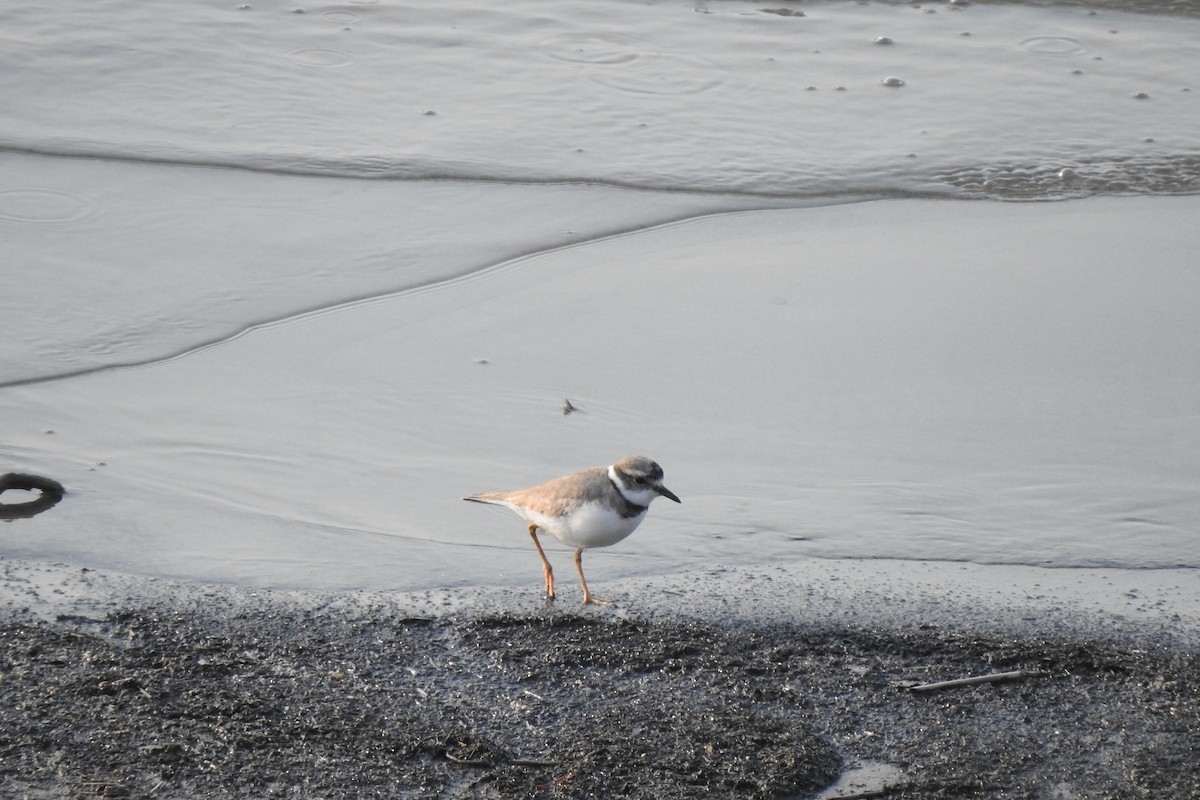 Long-billed Plover - ML546652921