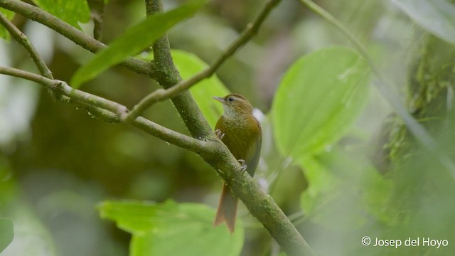 サビイロヒゲオカマドドリ - ML546653541