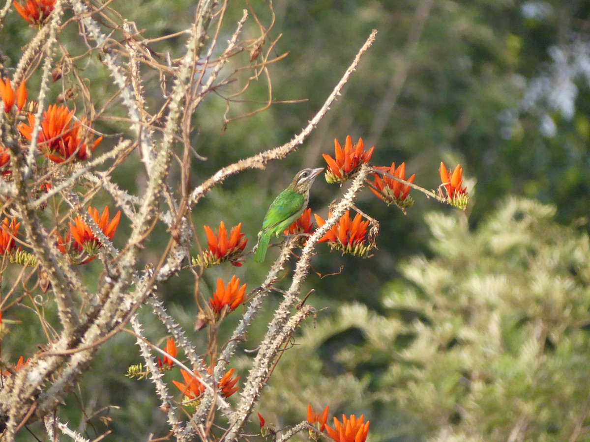 Ak Yanaklı Barbet - ML546654171