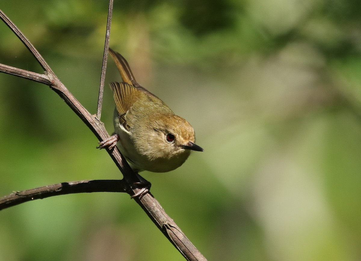 Large-billed Scrubwren - ML54665471