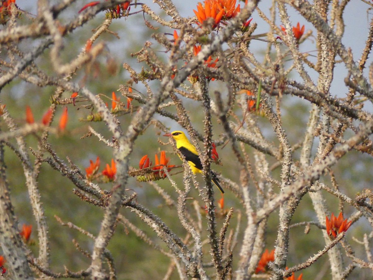 Indian Golden Oriole - ML546654991