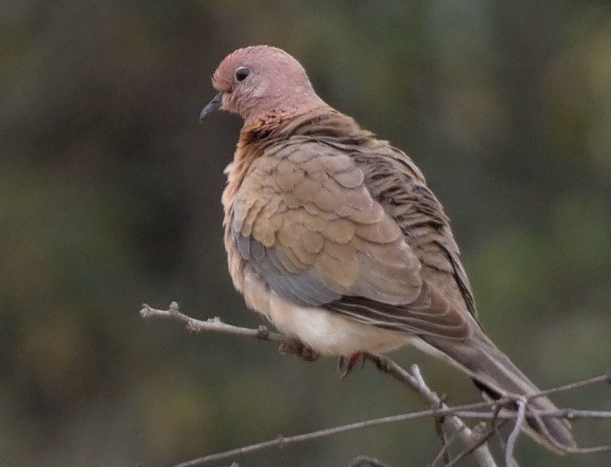 Laughing Dove - ML546655031