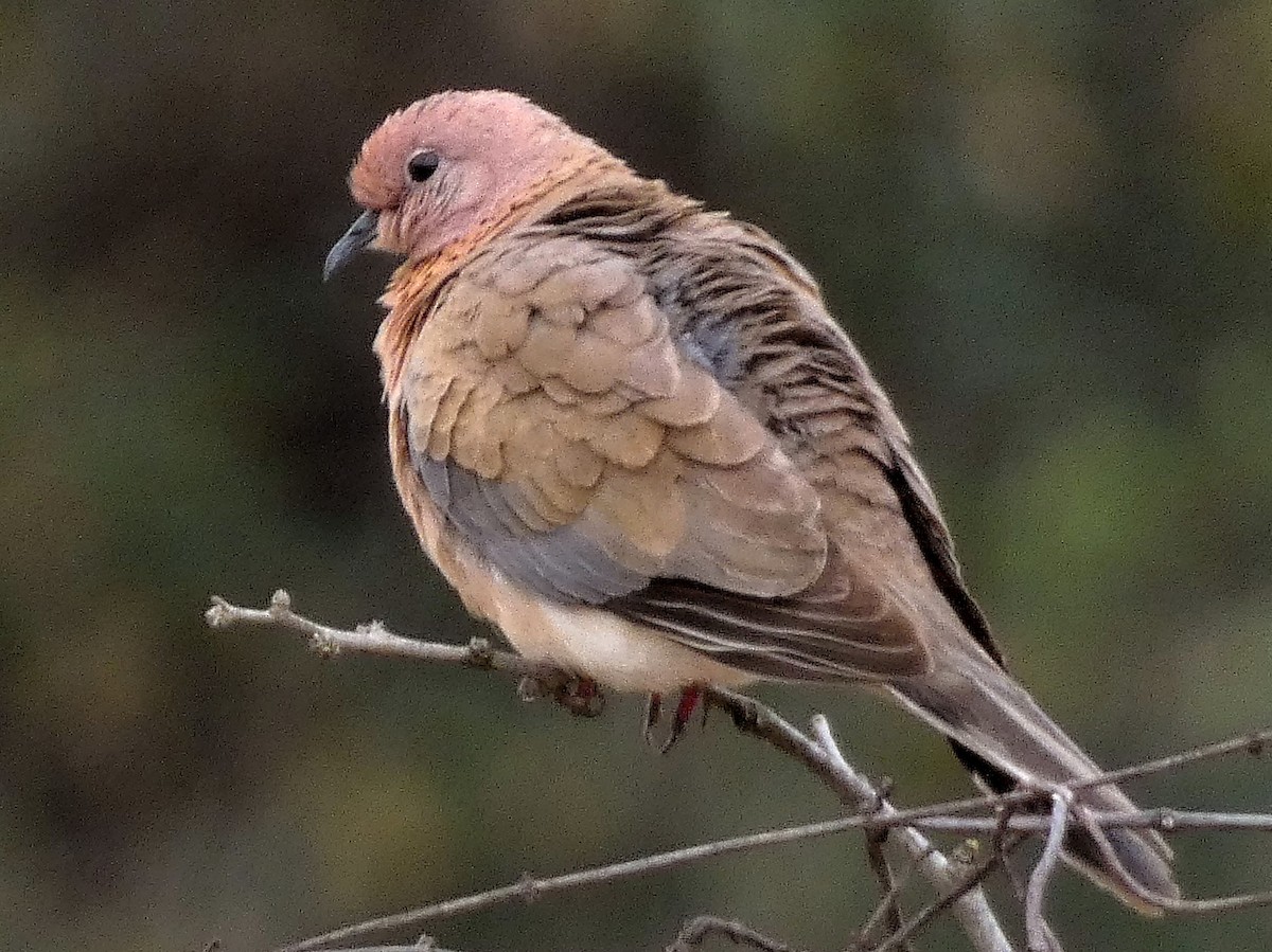 Laughing Dove - ML546655041
