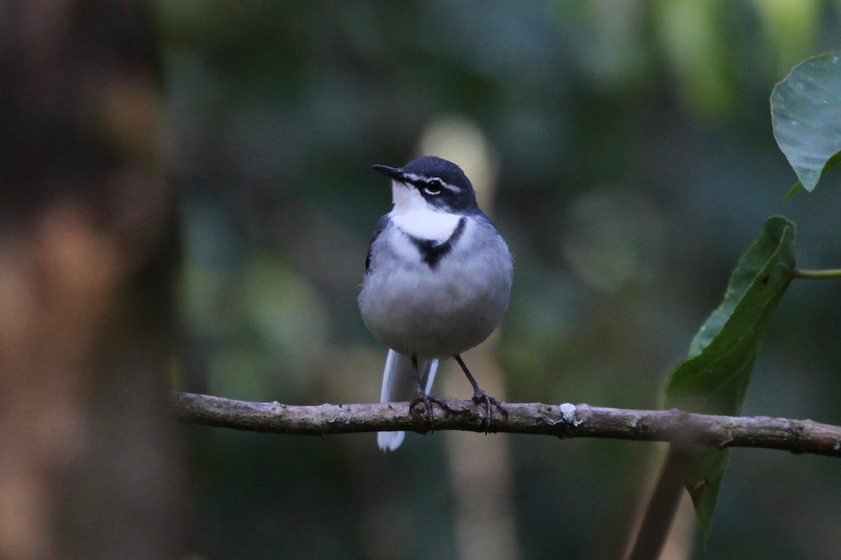 Mountain Wagtail - ML54665541