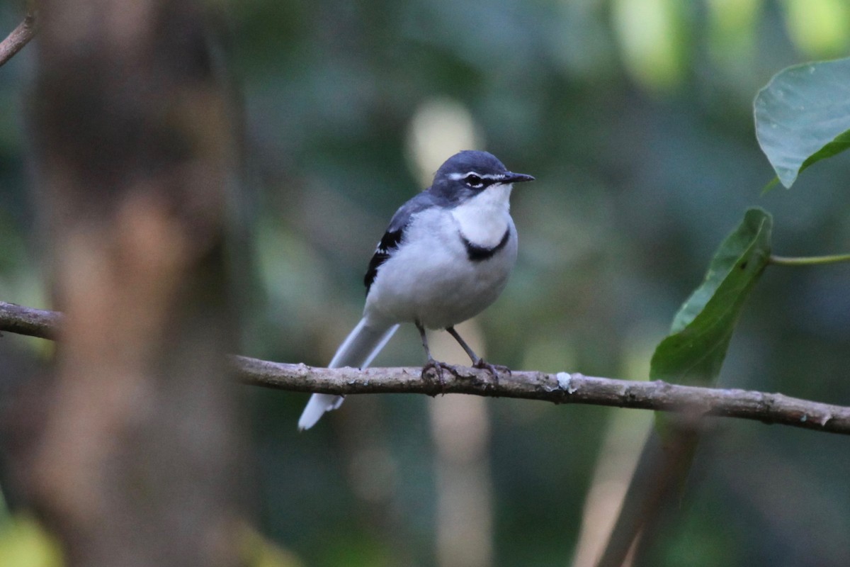 Mountain Wagtail - ML54665551