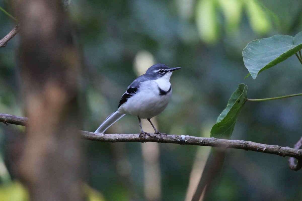 Mountain Wagtail - ML54665561