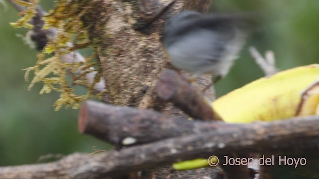 Flame-throated Warbler - ML546655611