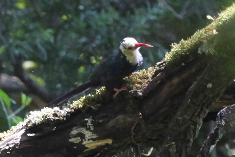 White-headed Woodhoopoe - ML54665571