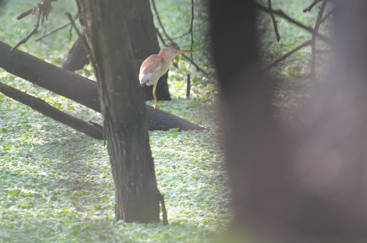 Yellow Bittern - ML546655711