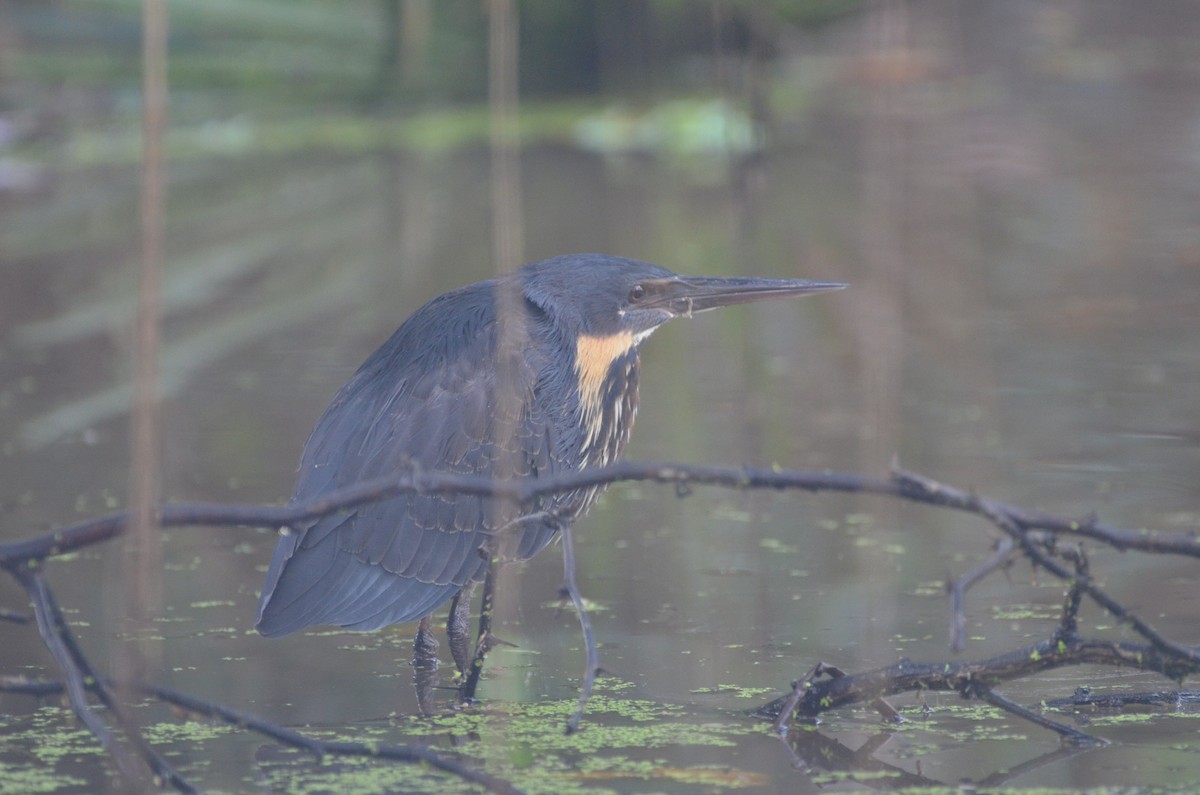 Black Bittern - ML546655761