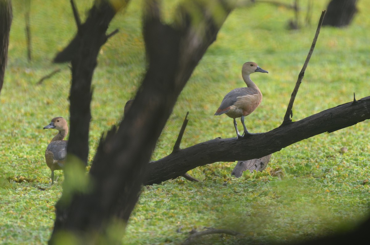 Lesser Whistling-Duck - ML546655901