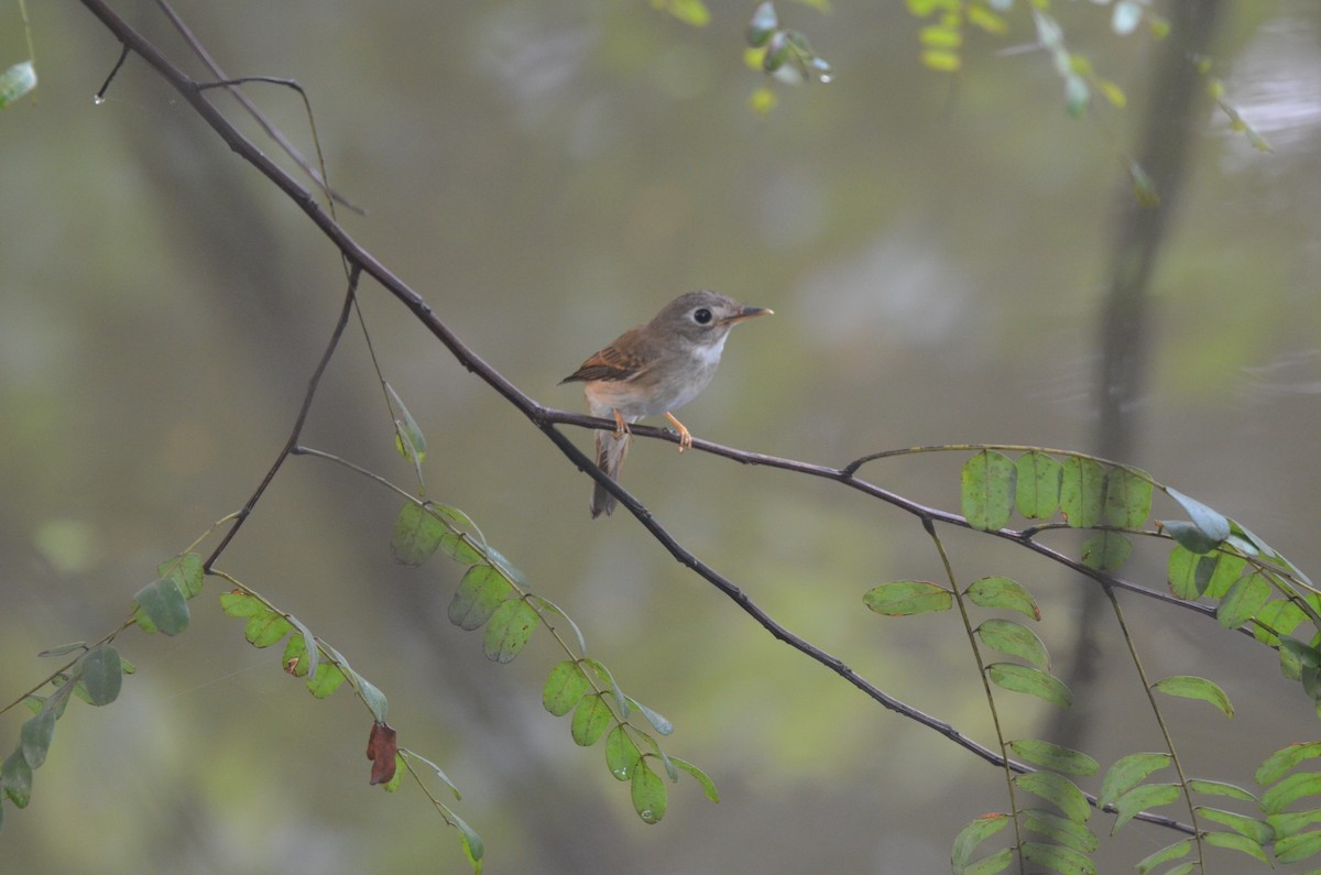 Brown-breasted Flycatcher - ML546656091