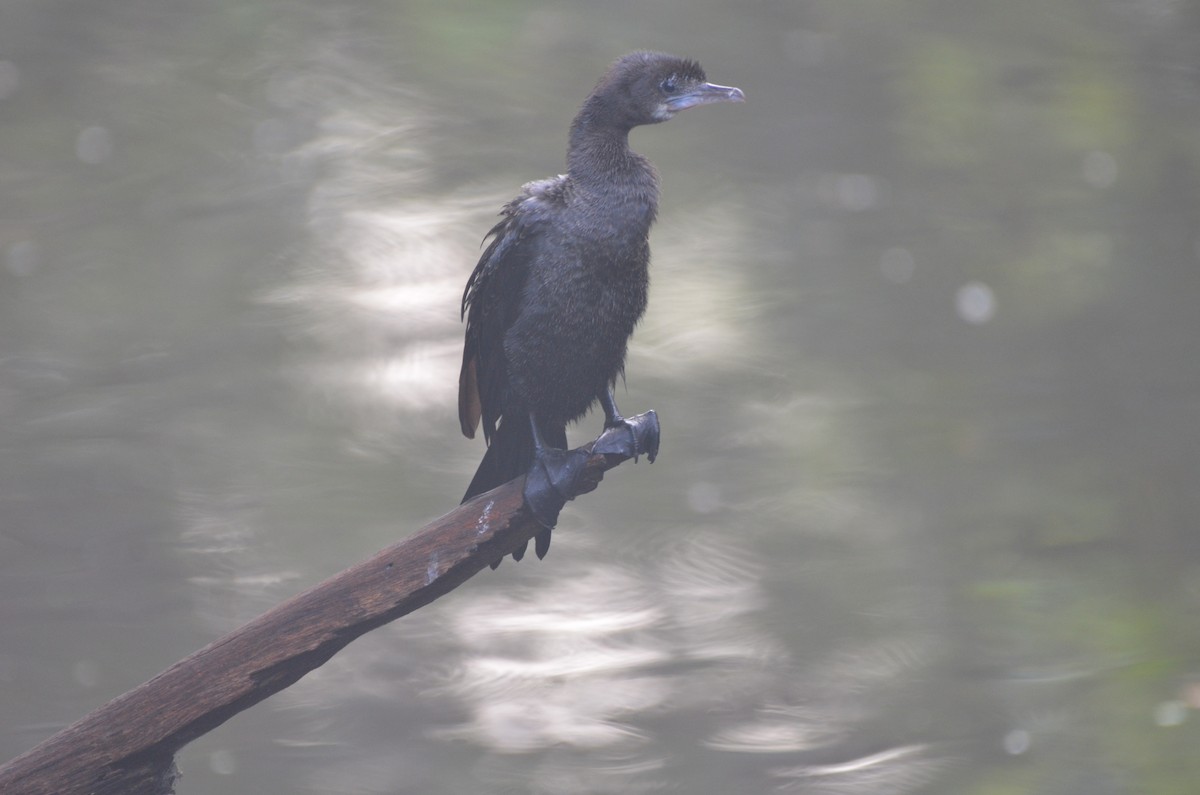 Little Cormorant - Rajesh Singh