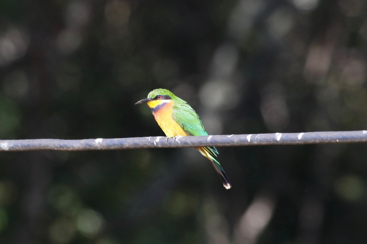 Cinnamon-chested Bee-eater - ML54665661