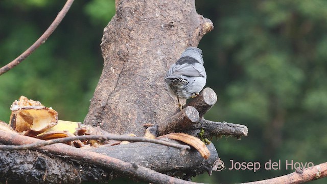 Flame-throated Warbler - ML546657731