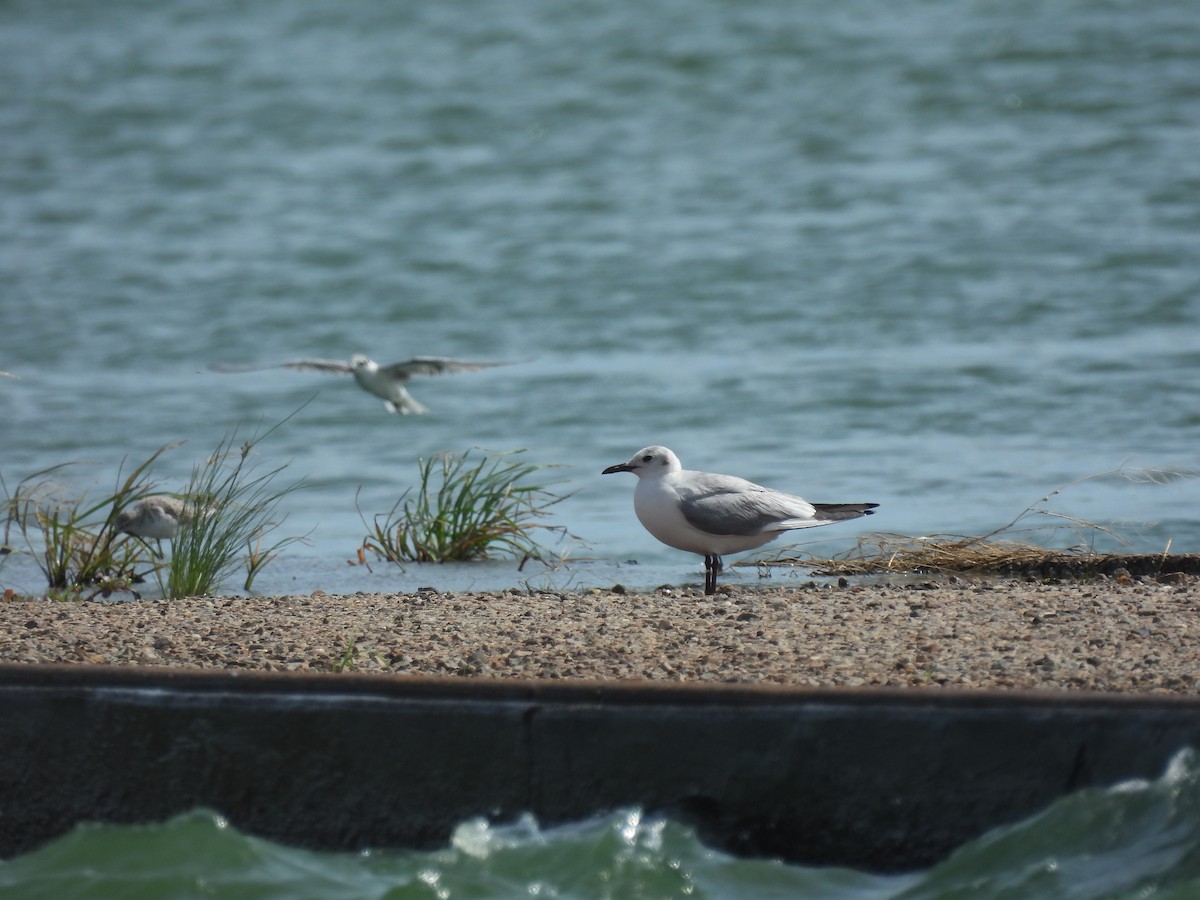 Mouette rieuse - ML546657801